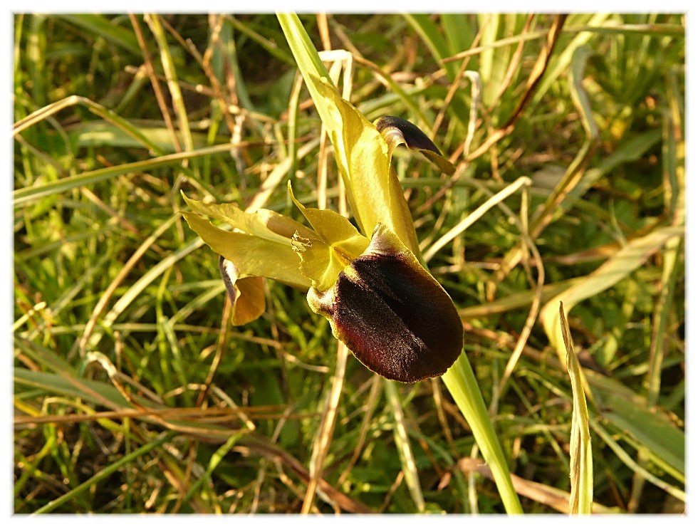 Iridaceae pugliesi